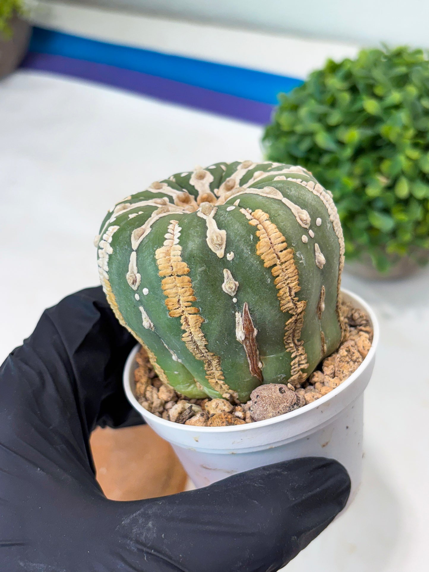 Astrophytum V-type Nudum (t10) (b7) | Imported From Japan/korea