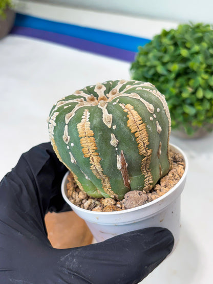 Astrophytum V-type Nudum (t10) (b7) | Imported From Japan/korea