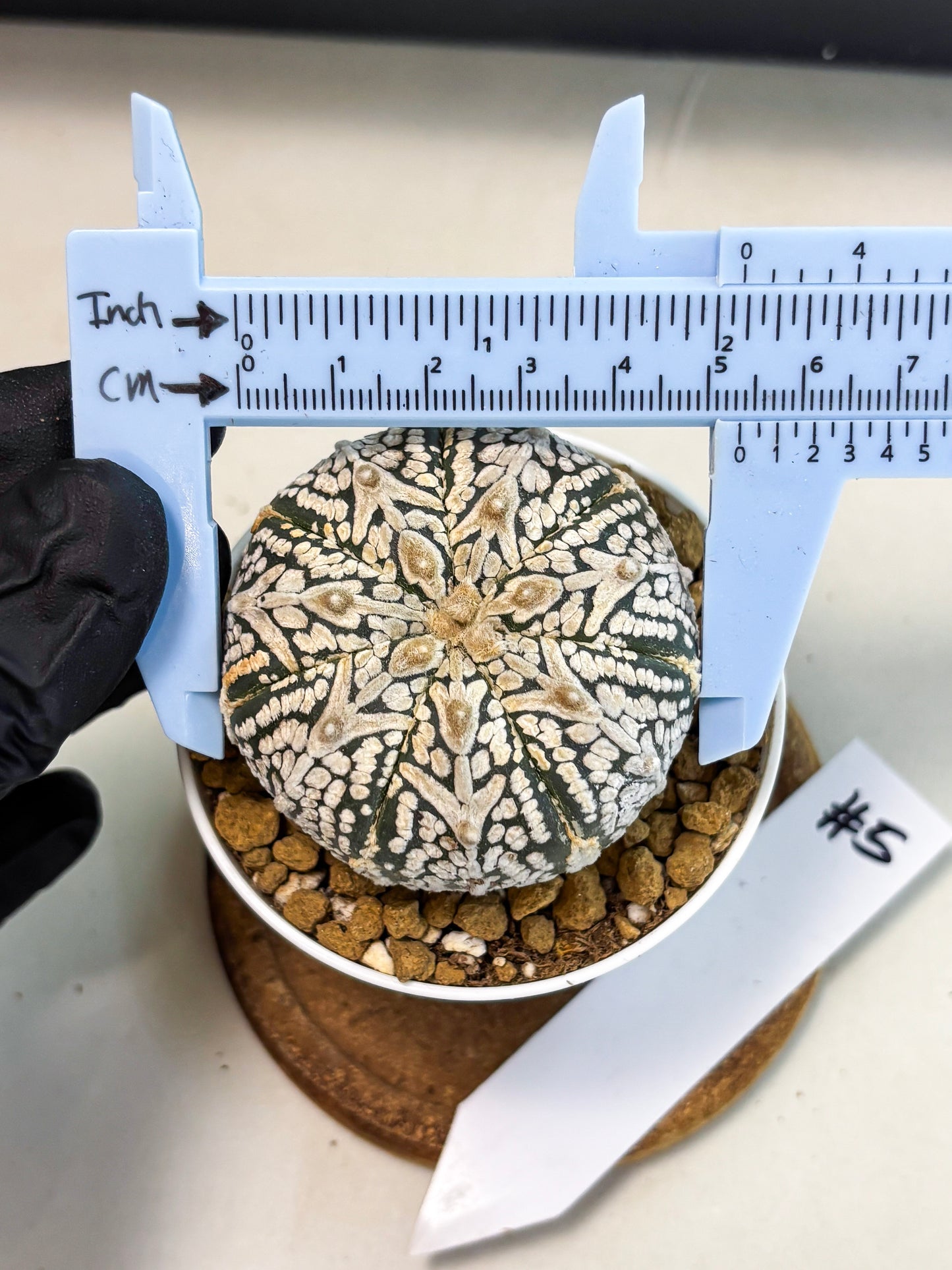 Astrophytum V-Type (at5) (b5) | Star Cactus