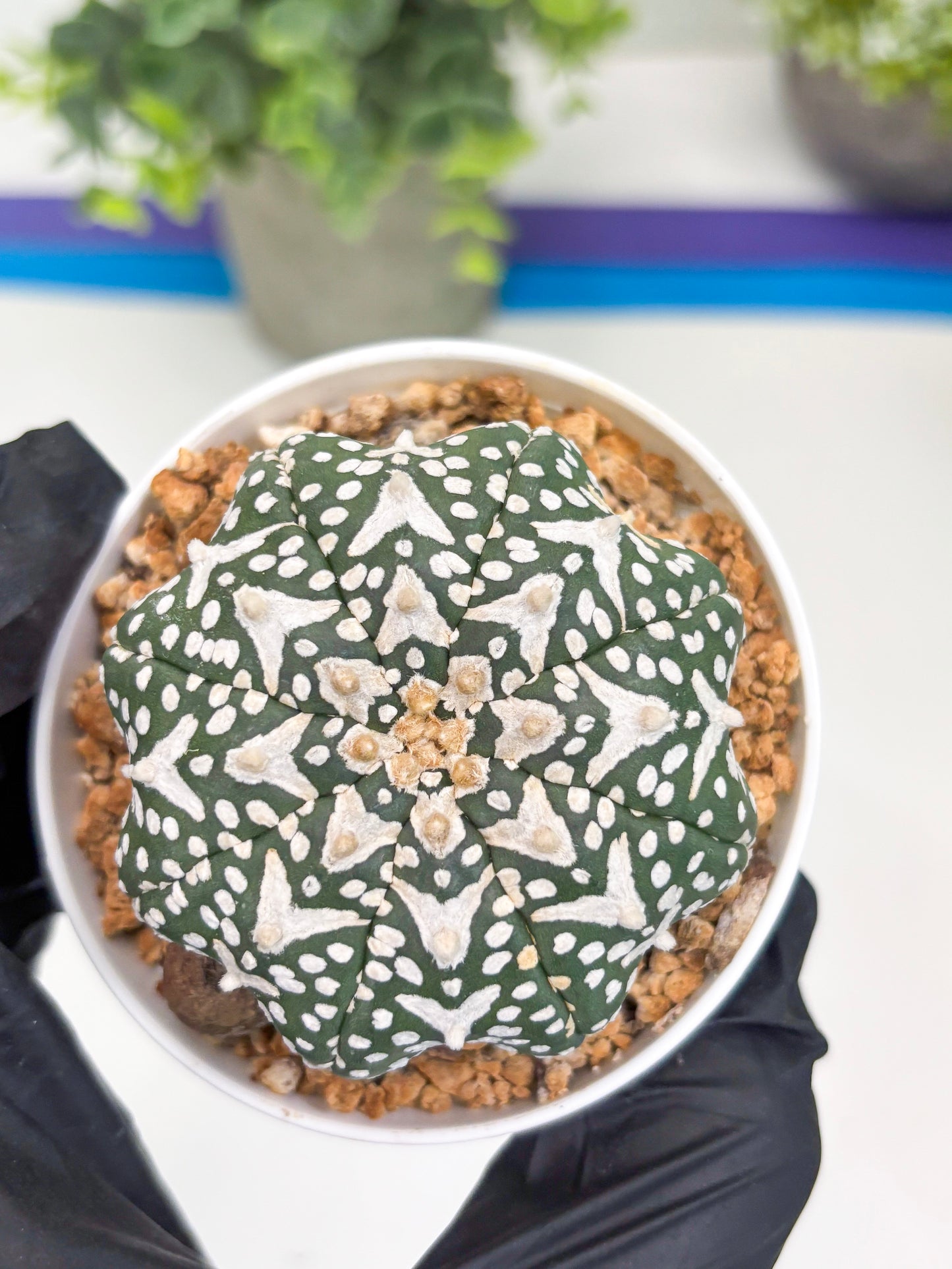 Astrophytum V-type Star Shape (t3) (b7) | 3" Pot