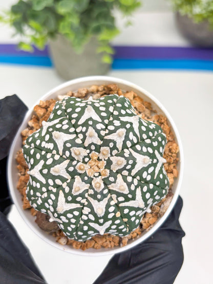 Astrophytum V-type Star Shape (t3) (b7) | 3" Pot
