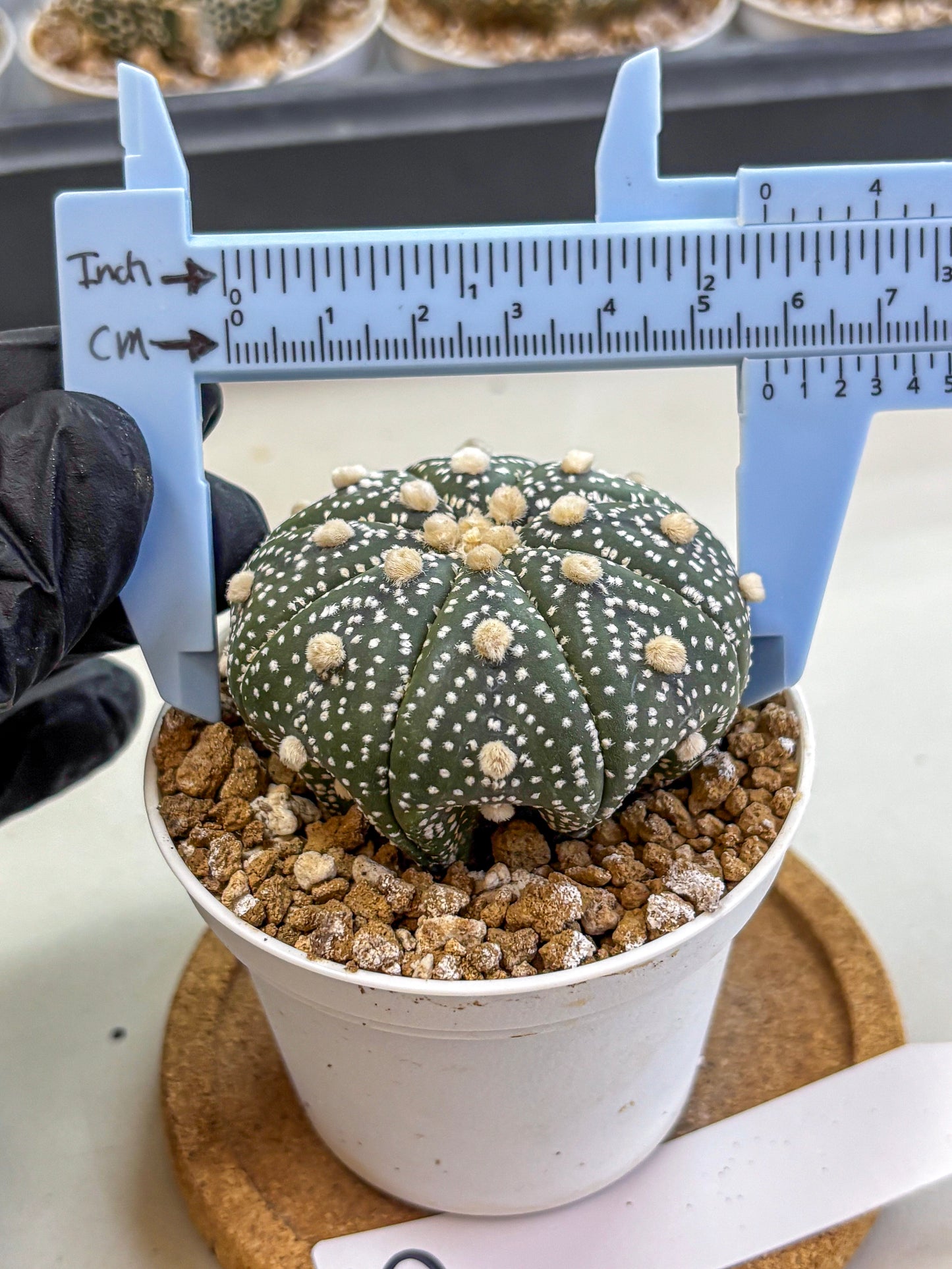 Astrophytum Super Kabuto (at1) (05) | Collection Plant | Rare Cactus