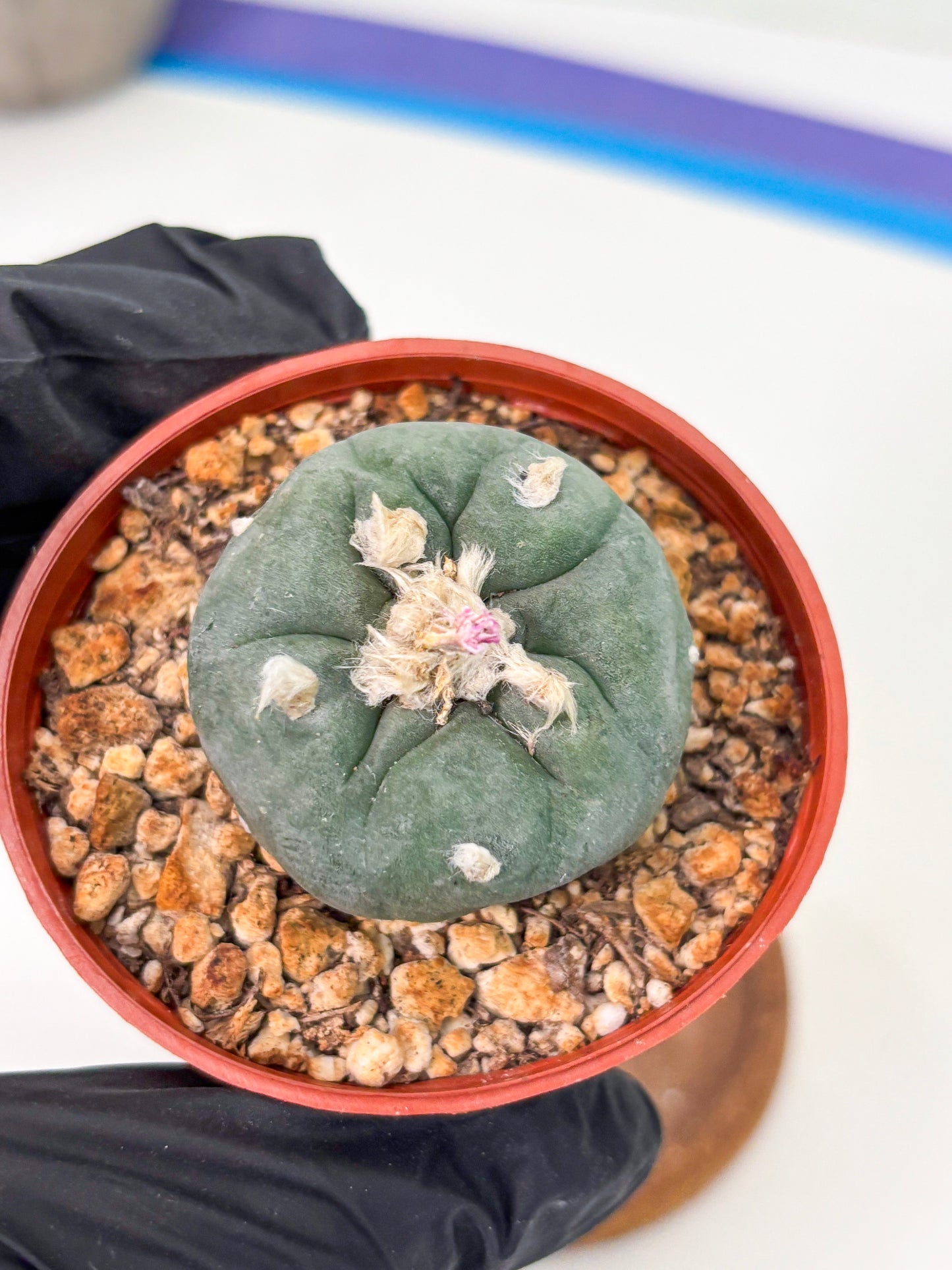 Spineless Cactus (Lo2) (r4) | For Advanced Growers