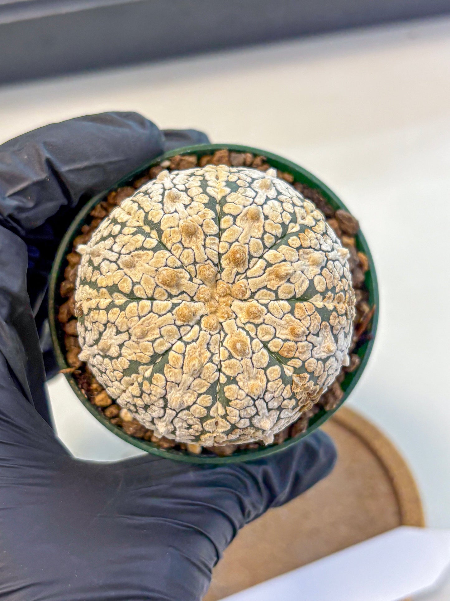 Astrophytum V Type (at4) (05) | Star Cactus