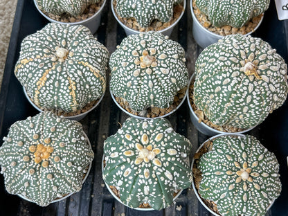 Astrophytum Super Kabuto (#T6A) | Nevada Botanical Shop | 3" Pot