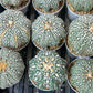 Astrophytum Super Kabuto (#T6A) | Nevada Botanical Shop | 3" Pot