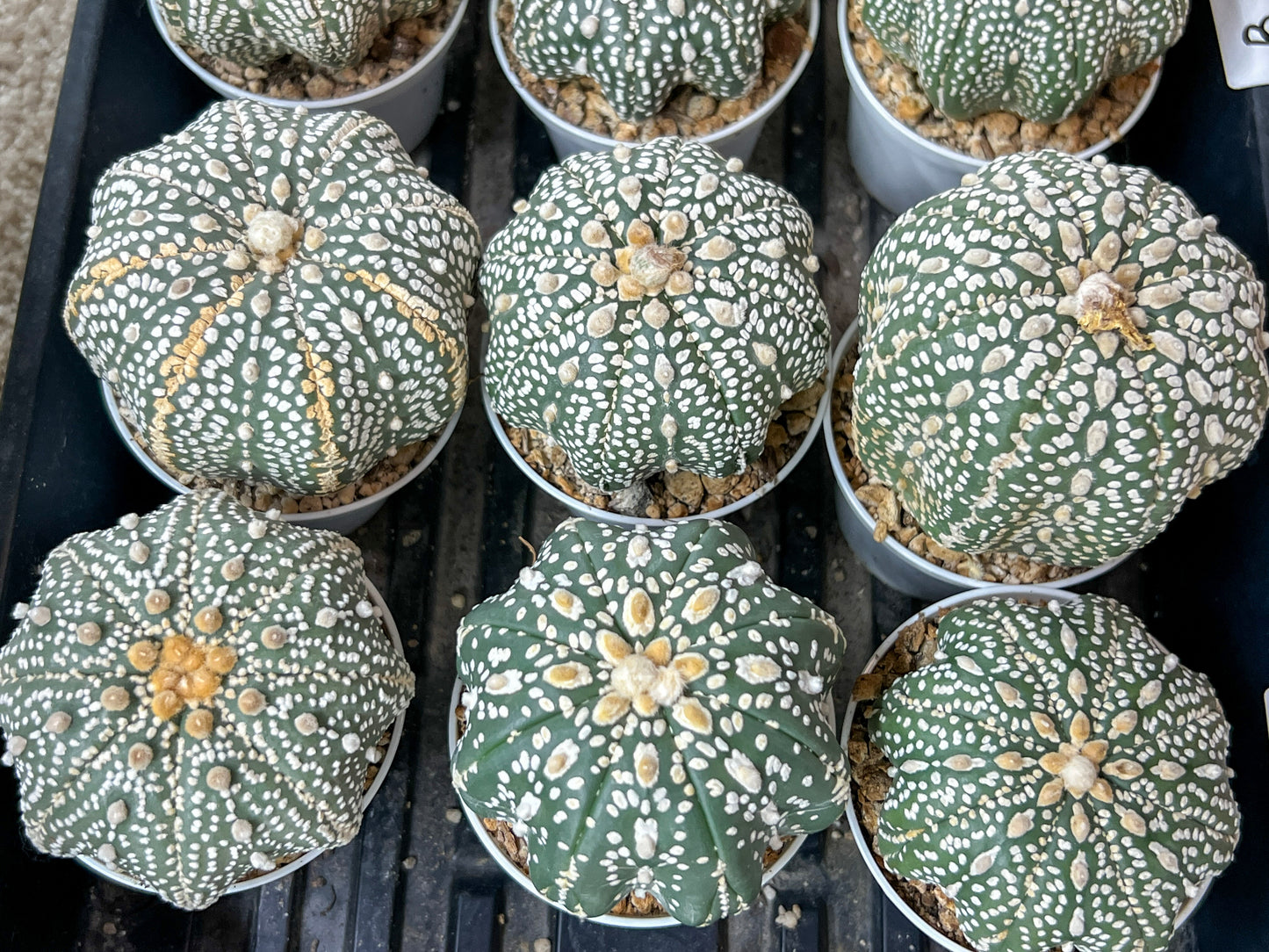 Astrophytum Super Kabuto (#T6A) | Nevada Botanical Shop | 3" Pot