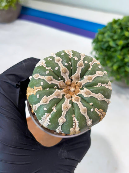 Astrophytum V-type Nudum (t10) (b7) | Imported From Japan/korea