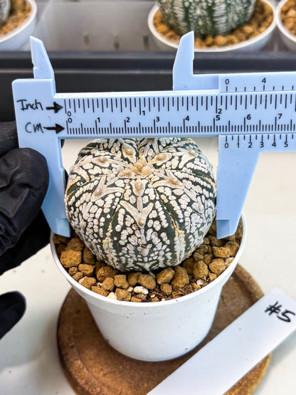 Astrophytum V-Type (at5) (b5) | Star Cactus