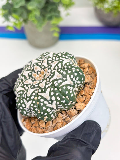 Astrophytum V-type Star Shape (t3) (b7) | 3" Pot