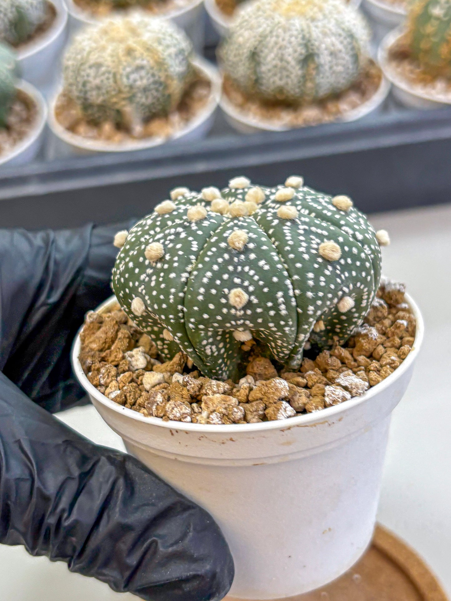 Astrophytum Super Kabuto (at1) (05) | Collection Plant | Rare Cactus
