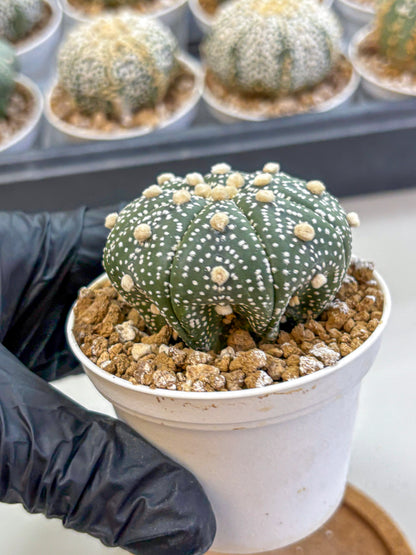 Astrophytum Super Kabuto (at1) (05) | Collection Plant | Rare Cactus