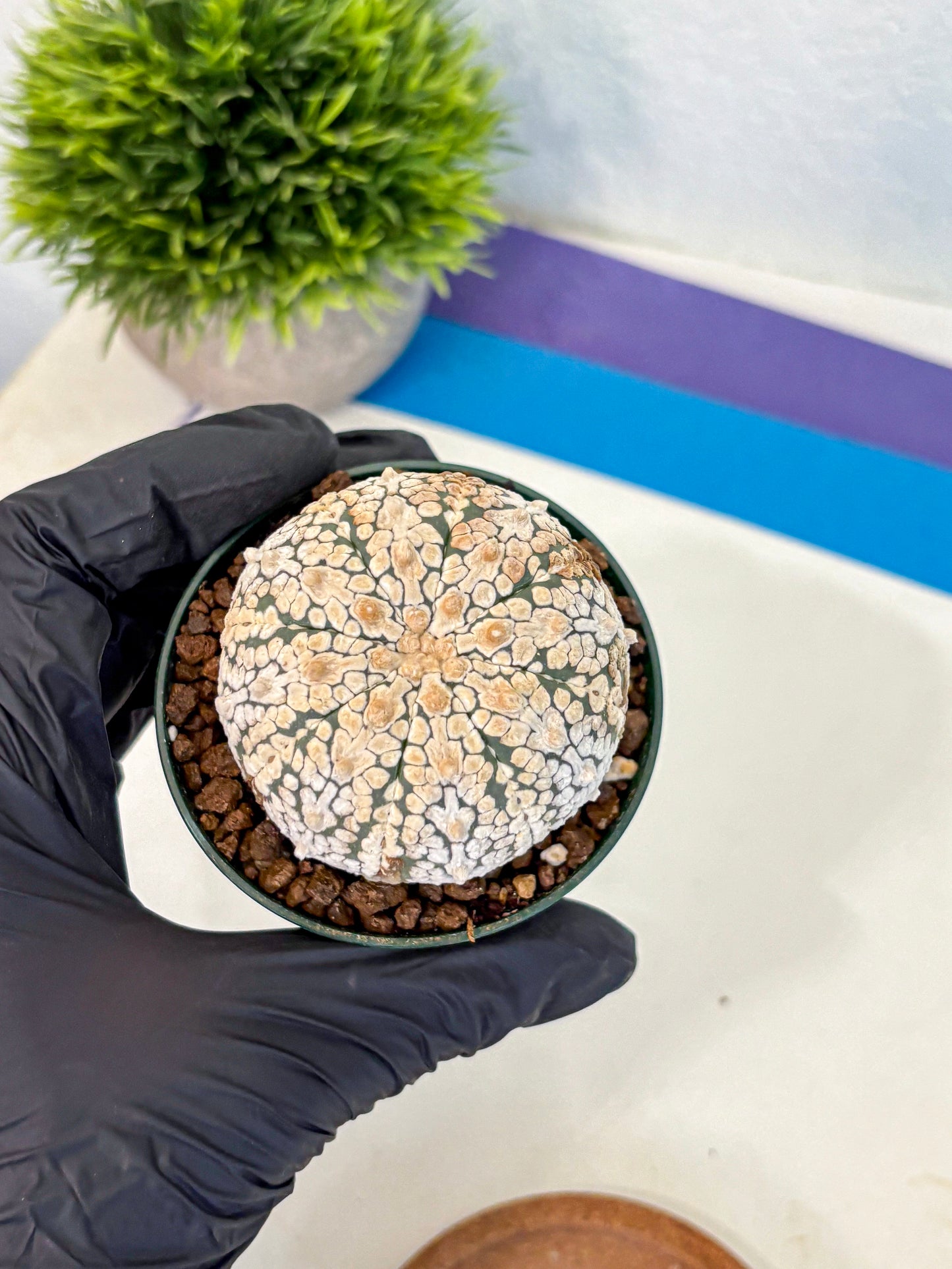 Astrophytum V Type (at4) (05) | Star Cactus