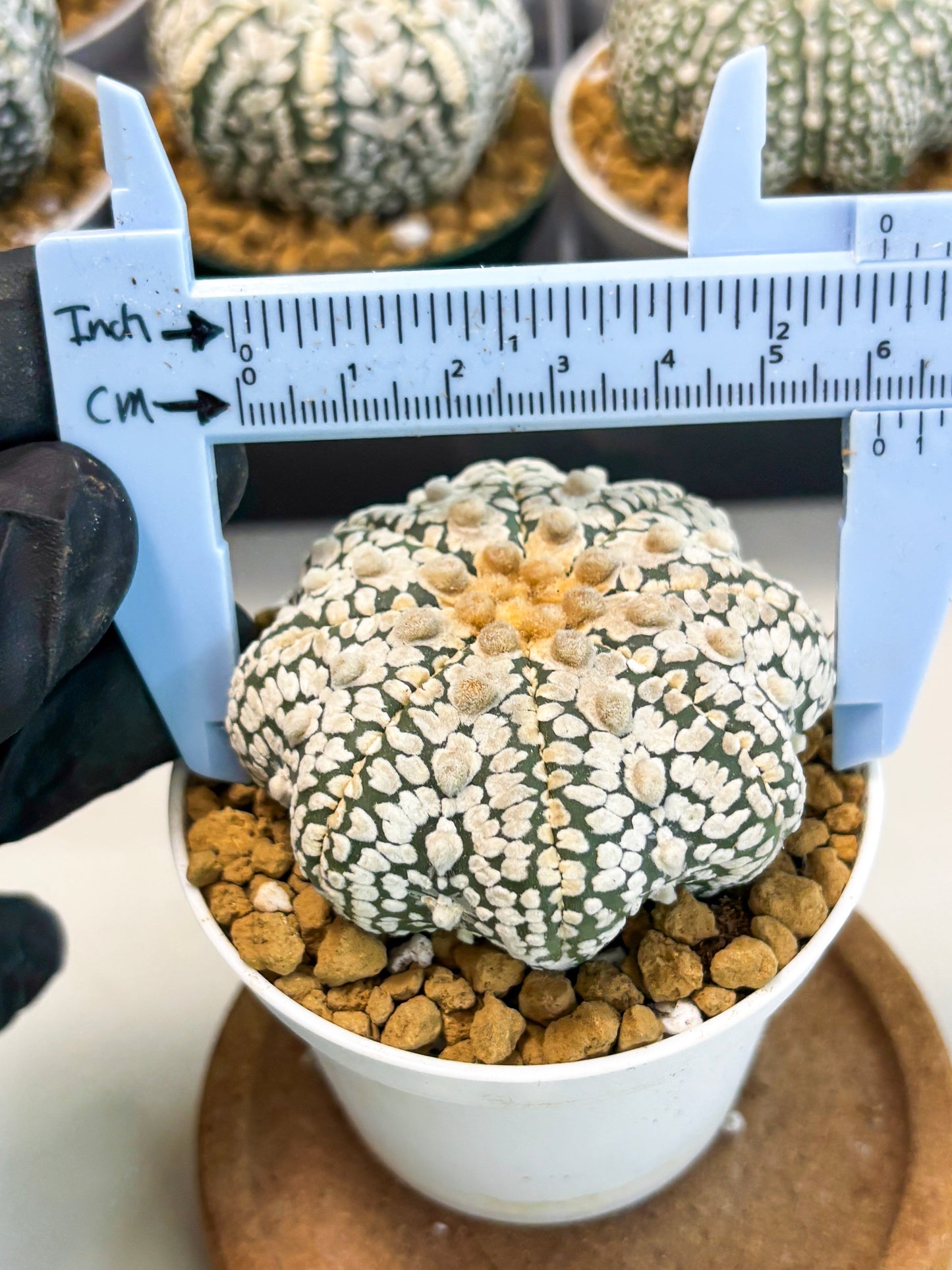 Astrophytum Star Shape (at2) (y3) | Rare Cactus