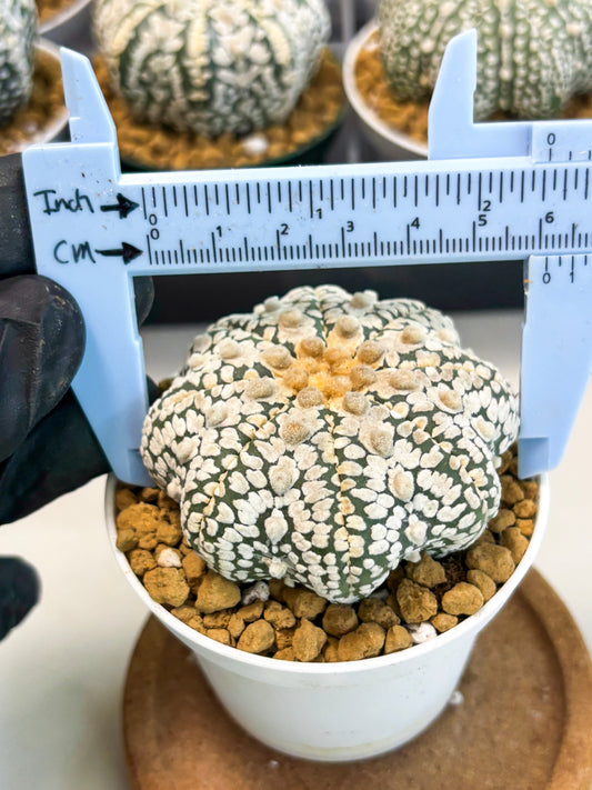 Astrophytum Star Shape (at2) (y3) | Rare Cactus