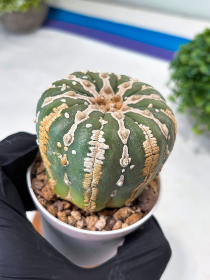 Astrophytum V-type Nudum (t10) (b7) | Imported From Japan/korea