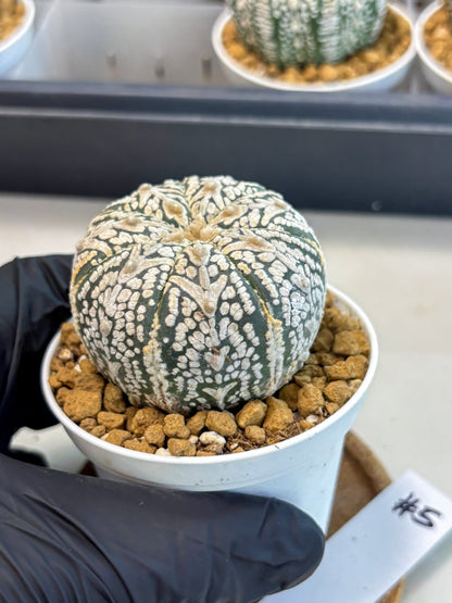 Astrophytum V-Type (at5) (b5) | Star Cactus
