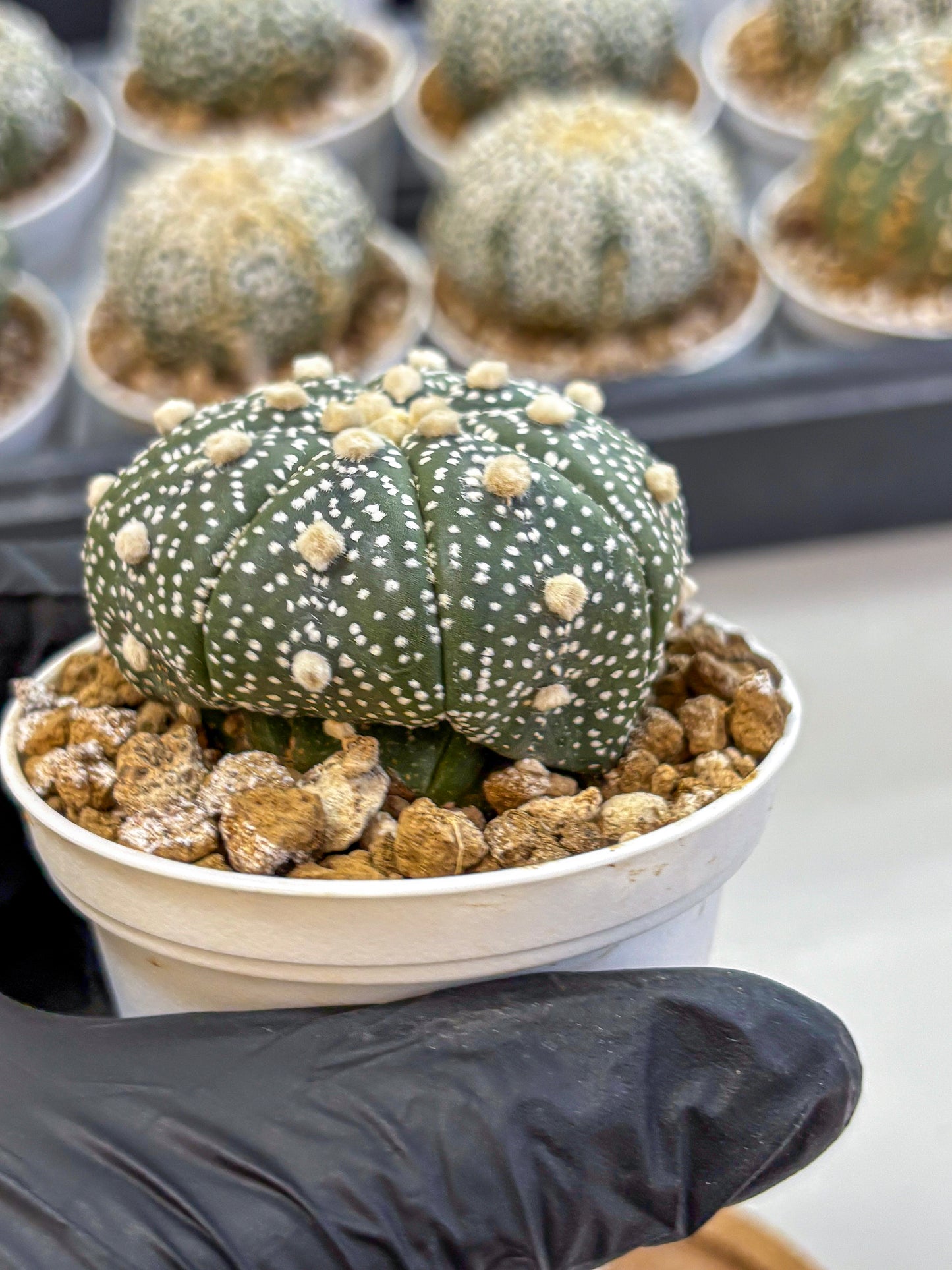 Astrophytum Super Kabuto (at1) (05) | Collection Plant | Rare Cactus