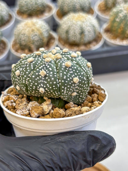 Astrophytum Super Kabuto (at1) (05) | Collection Plant | Rare Cactus