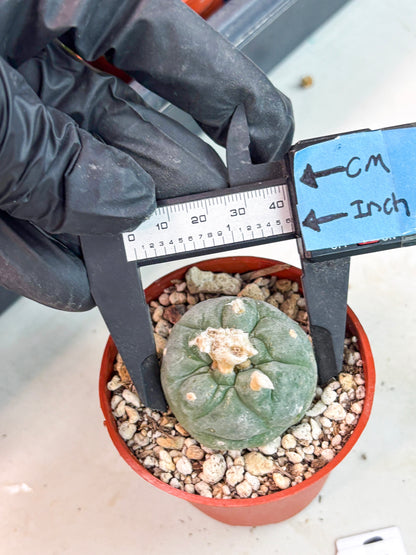 Spineless Cactus (Lo2) (r5) | For Advanced Growers