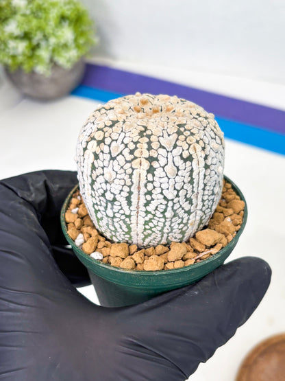 Astrophytum V-Type (at1) (p4) | Imported Cactus