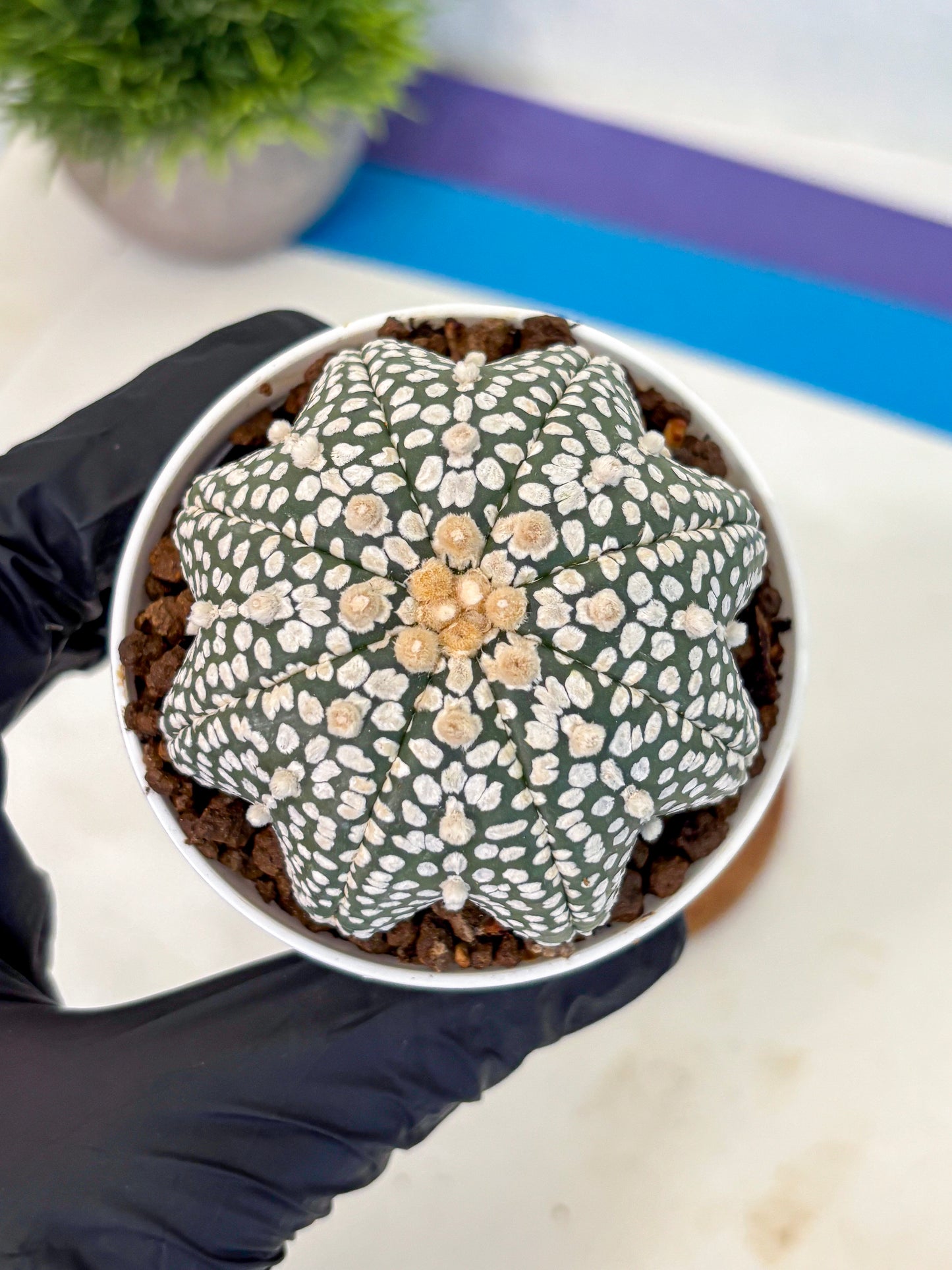 Astrophytum V Type (at5) (02) |  Sea urchin cactus