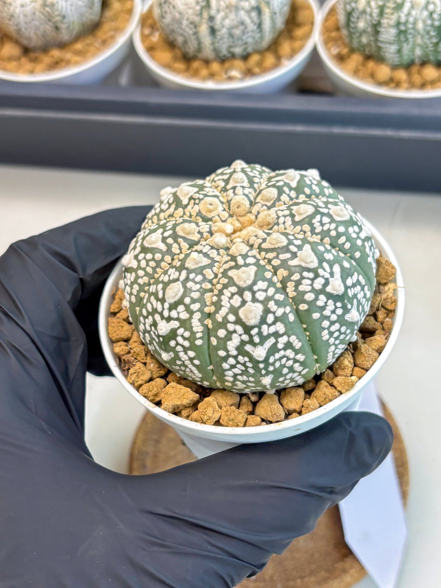 Astrophytum V-Type (at5) (p2) | Rare imported Plant