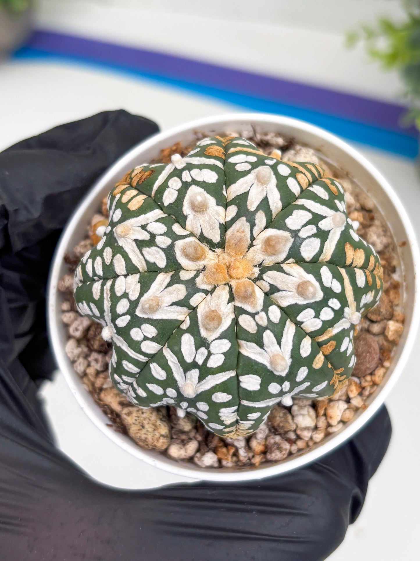 Astrophytum Super Kabuto V Type (T4) (b3) | Las Vegas Seller