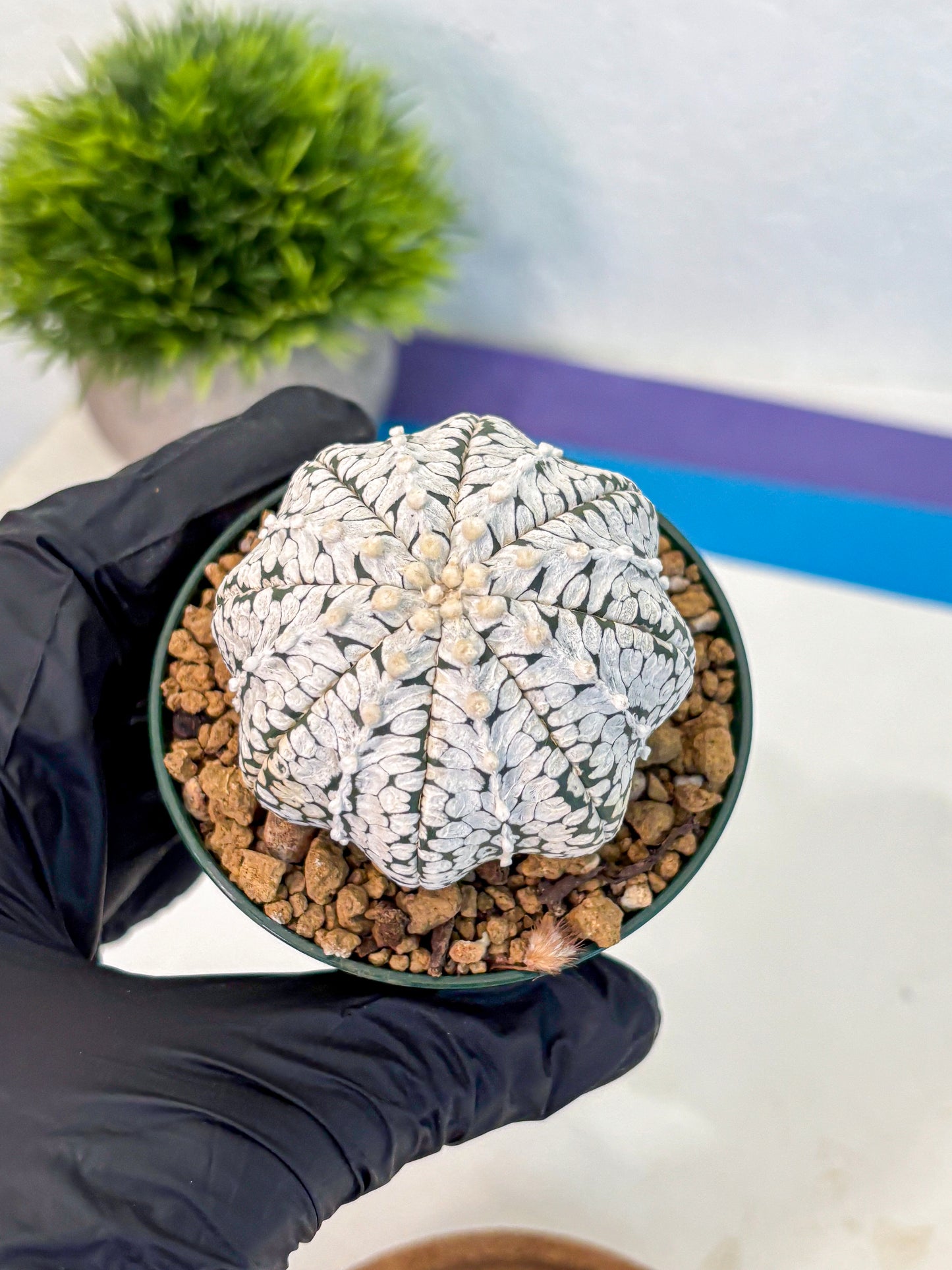 Astrophytum V Type (at2) (02) | Live Plant | Rare Collection
