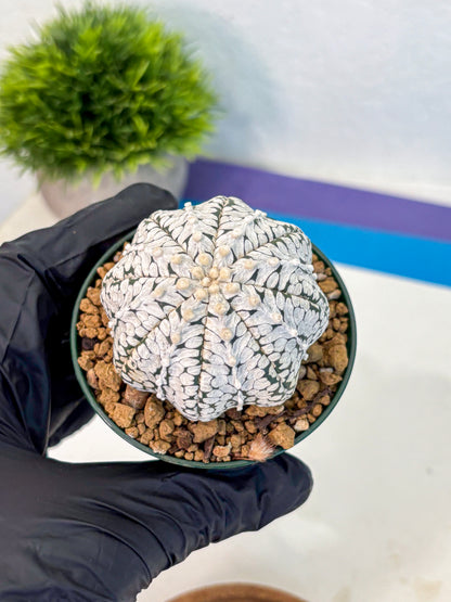 Astrophytum V Type (at2) (02) | Live Plant | Rare Collection