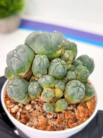 Spineless Cactus (Lo1) (p3) | For Advanced Growers