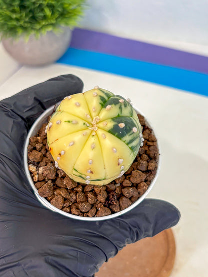 Astrophytum Variegated (at9) (02) | Rare Plant | Live Cactus