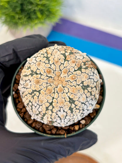 Astrophytum V Type (at4) (05) | Star Cactus