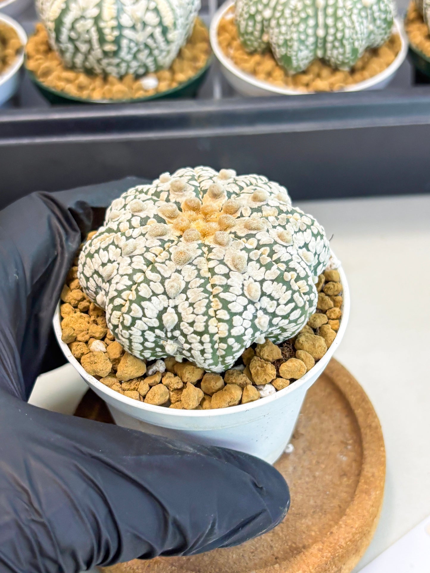 Astrophytum Star Shape (at2) (y3) | Rare Cactus