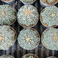 Astrophytum Super Kabuto (#T6B) | Nevada Botanical Shop | 3" Pot