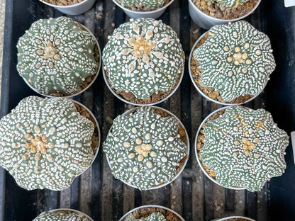 Astrophytum Super Kabuto (#T6B) | Nevada Botanical Shop | 3" Pot