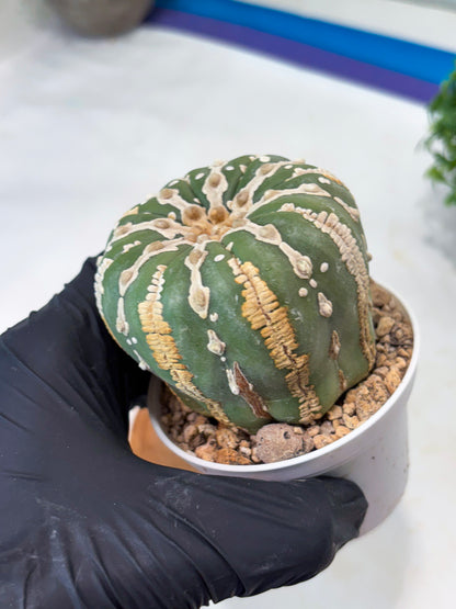 Astrophytum V-type Nudum (t10) (b7) | Imported From Japan/korea