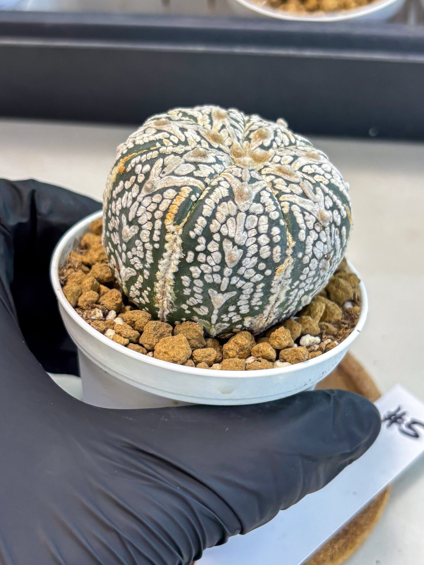 Astrophytum V-Type (at5) (b5) | Star Cactus