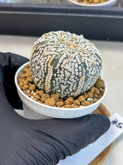 Astrophytum V-Type (at5) (b5) | Star Cactus