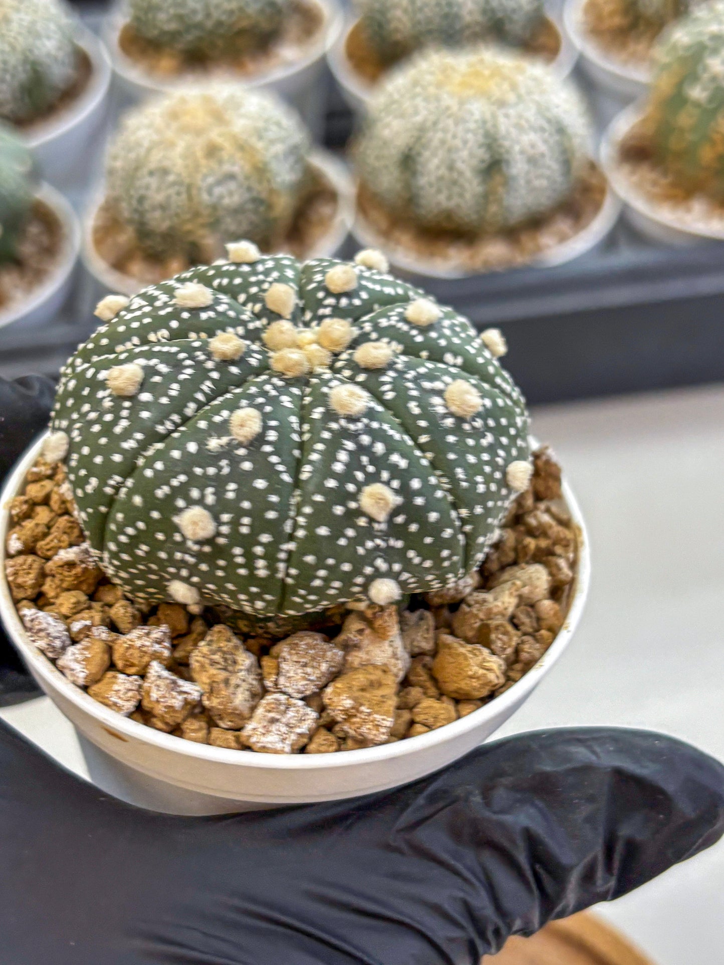Astrophytum Super Kabuto (at1) (05) | Collection Plant | Rare Cactus