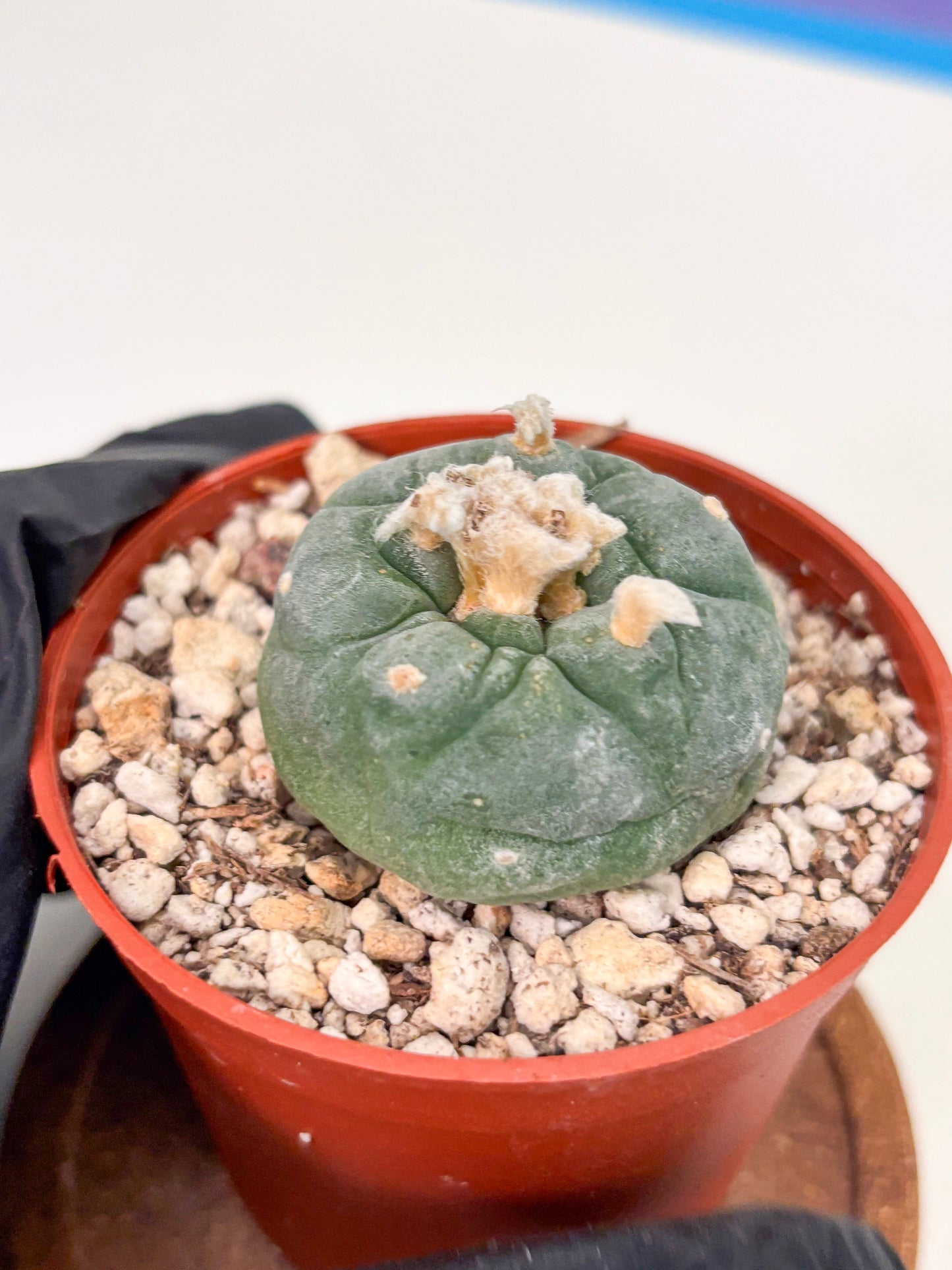 Spineless Cactus (Lo2) (r5) | For Advanced Growers
