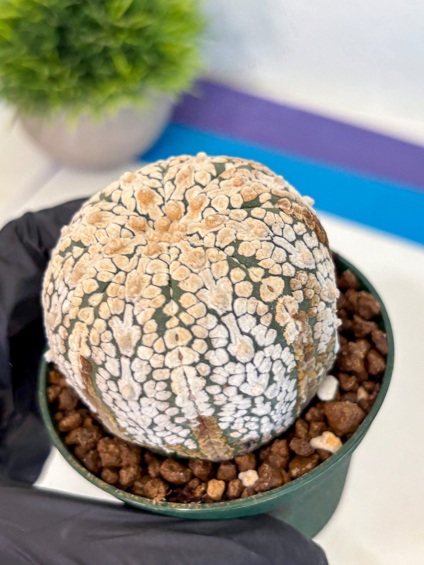 Astrophytum V Type (at4) (05) | Star Cactus