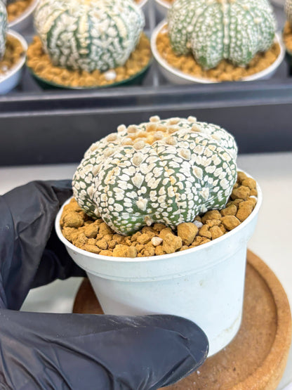 Astrophytum Star Shape (at2) (y3) | Rare Cactus