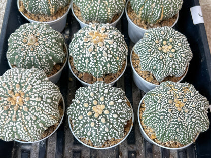 Astrophytum Super Kabuto (#T6B) | Nevada Botanical Shop | 3" Pot