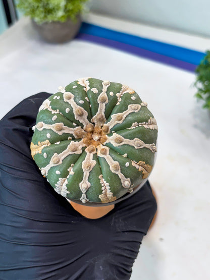 Astrophytum V-type Nudum (t10) (b7) | Imported From Japan/korea
