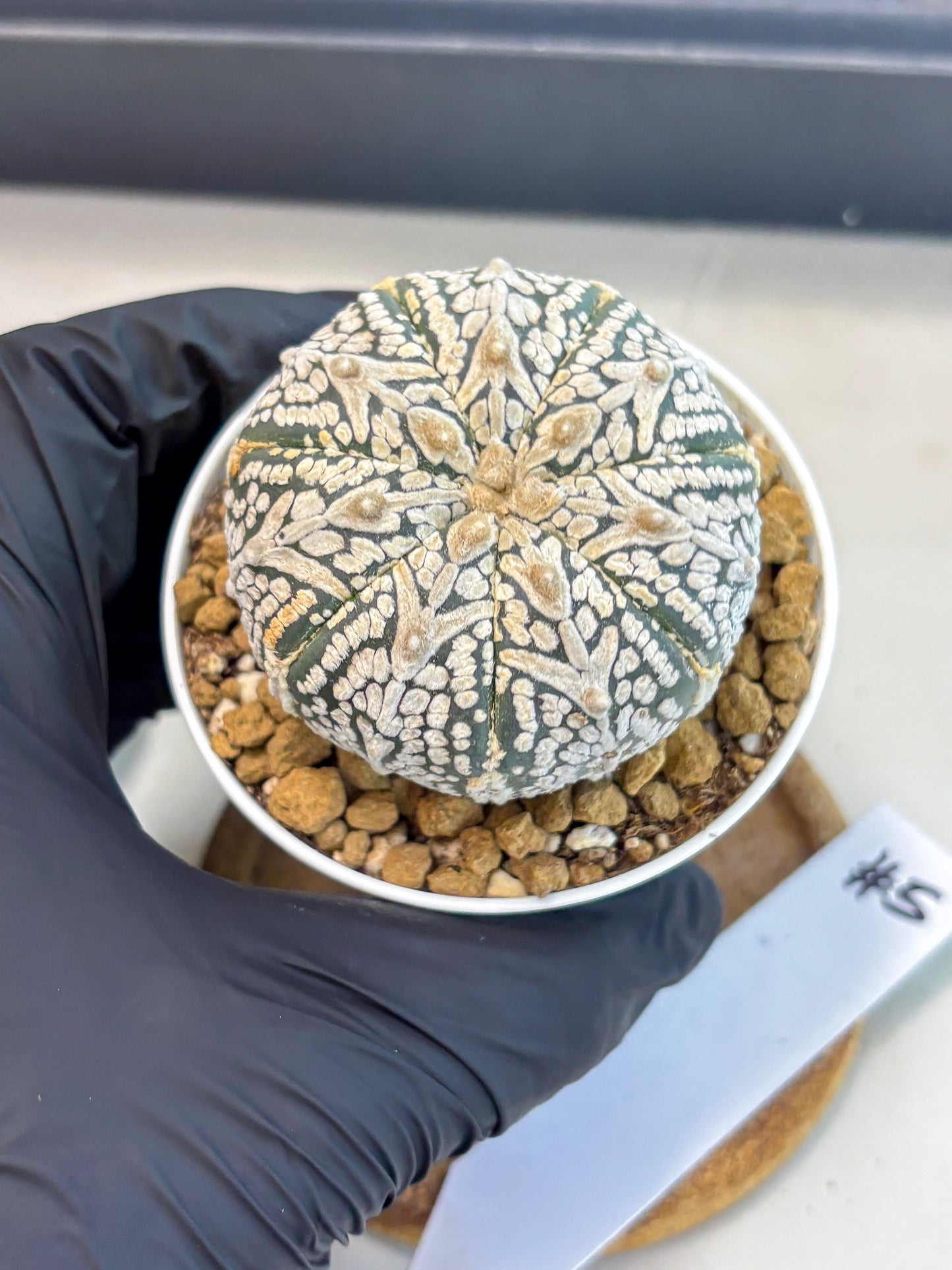 Astrophytum V-Type (at5) (b5) | Star Cactus