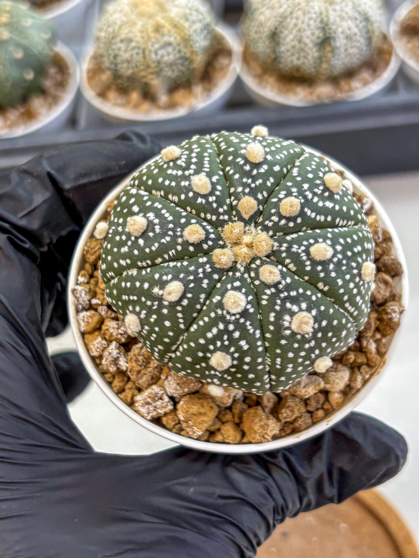 Astrophytum Super Kabuto (at1) (05) | Collection Plant | Rare Cactus