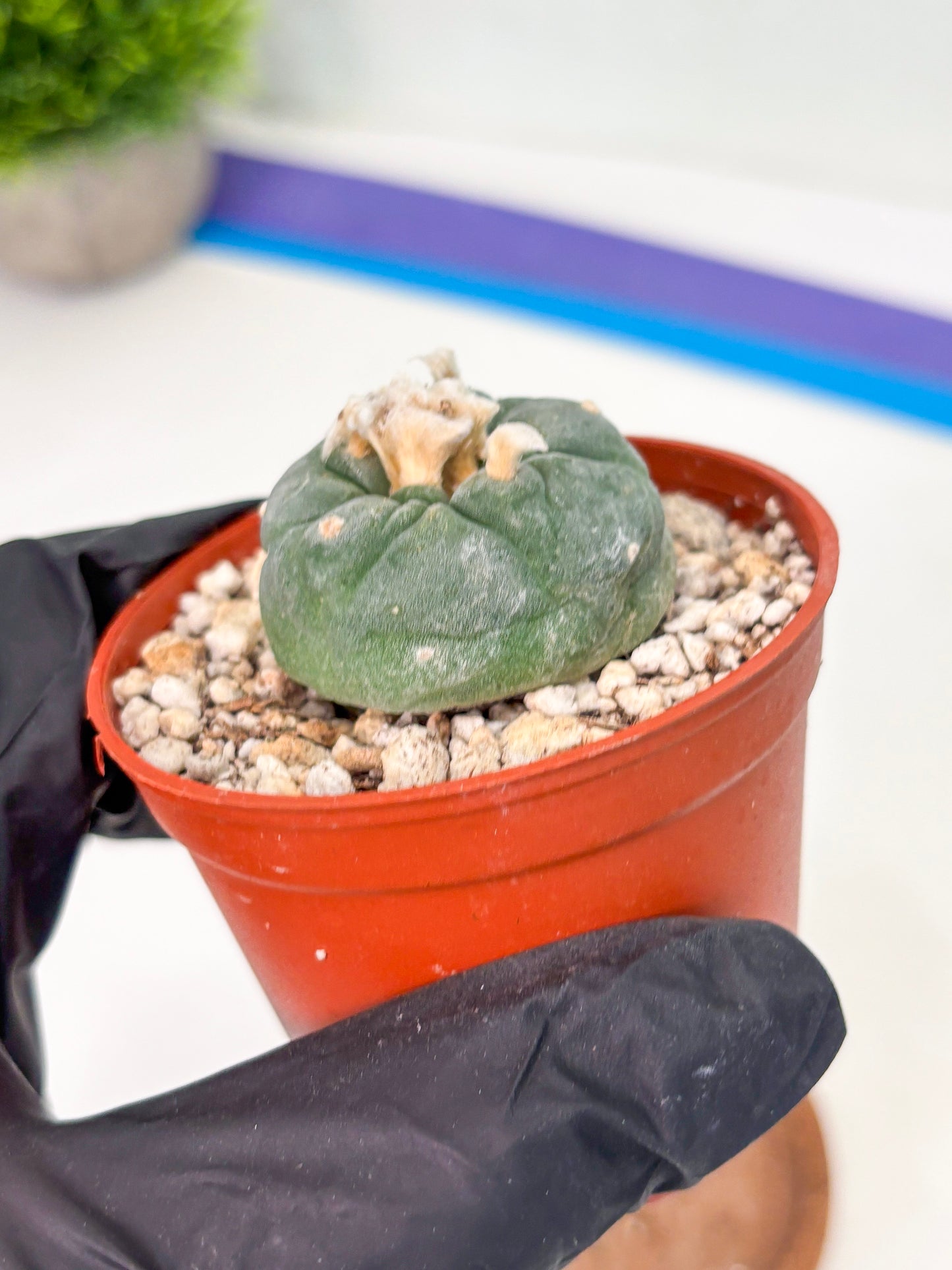 Spineless Cactus (Lo2) (r5) | For Advanced Growers