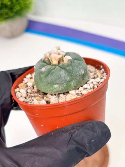 Spineless Cactus (Lo2) (r5) | For Advanced Growers