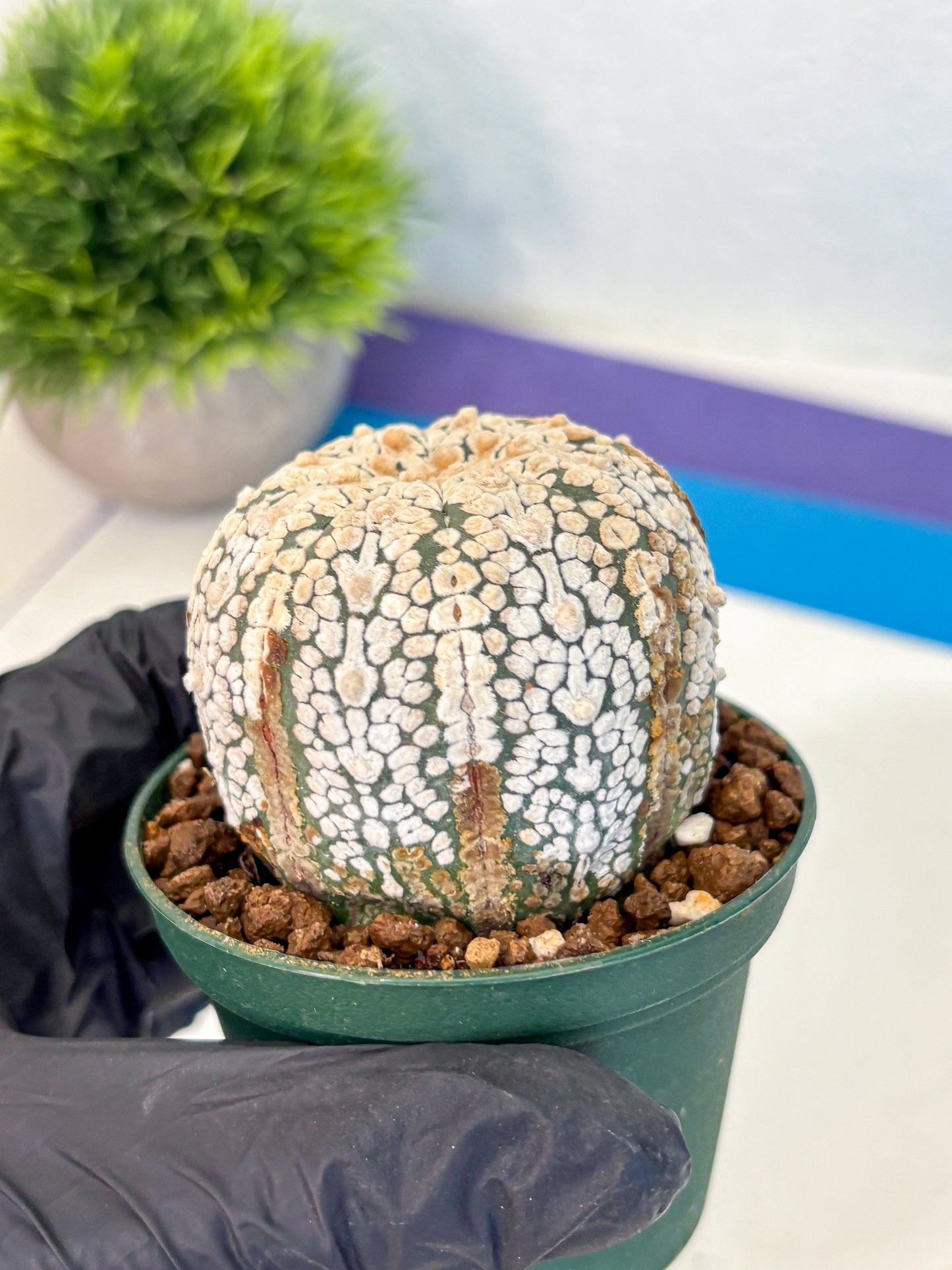 Astrophytum V Type (at4) (05) | Star Cactus